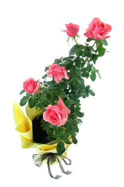 La Vie En Roses - Standard