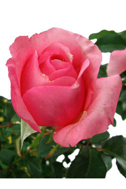 La Vie En Roses - Standard