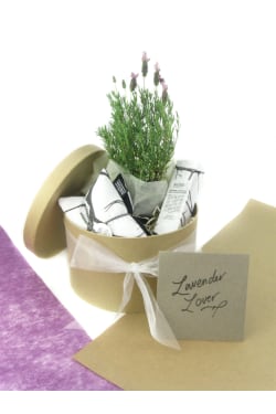 Lavender Lover - Standard