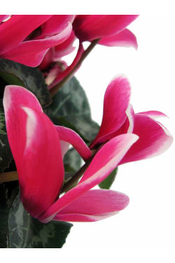 Little Cute-Tea Mini Cyclamen - Standard