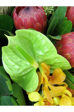 Picturesque Posy - Standard