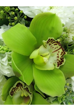 Limelight Posy - Standard