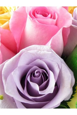 Parade Of Roses - Standard