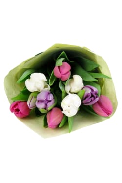 Tulips Pastel Mixed - Standard