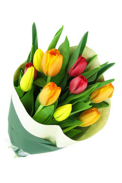 Bright Mixed Tulips - Standard