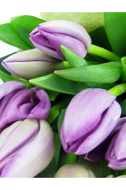 Purple Tulip Bunch - Standard