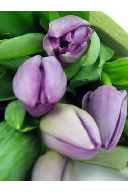 Purple Tulip Bunch - Standard