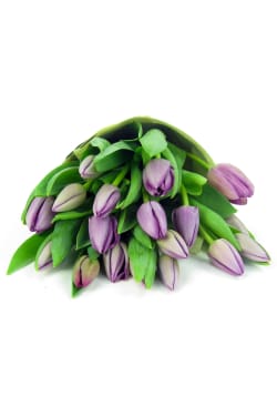 Purple Tulip Bunch - Deluxe
