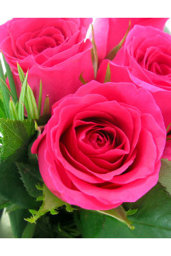 Bright Pink Rose Vase - Standard