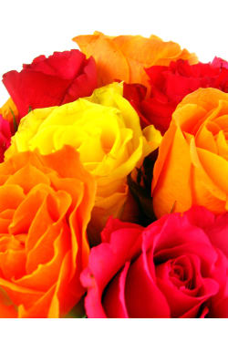 Mixed Bright Rose Bowl - Standard