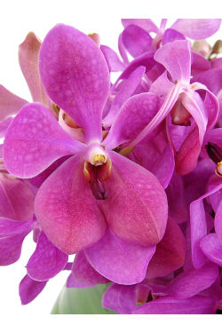 Bold And Beautiful - Standard