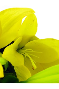 Yellow Lily Bunch - Standard