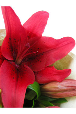 Red Lily bunch - Standard