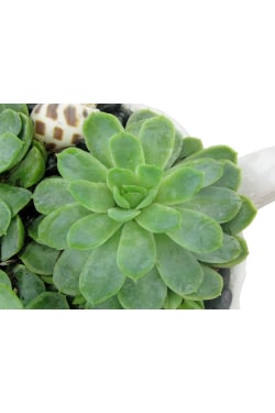 Succulent Tea Cup - Standard