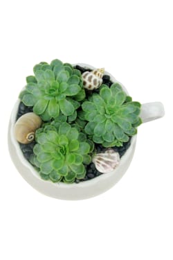 Succulent Tea Cup - Standard