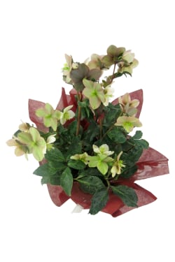 Winter Rose Potted Plant - Standard