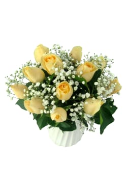 Apricot Sorbet Roses - Standard