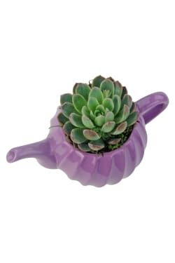Positivi-Tea Succulent - Standard