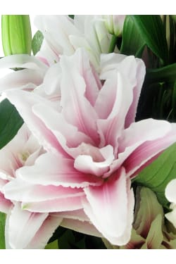 Double Delight Lily Bunch - Standard