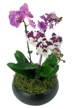 Exotique Orchid Planter - Standard