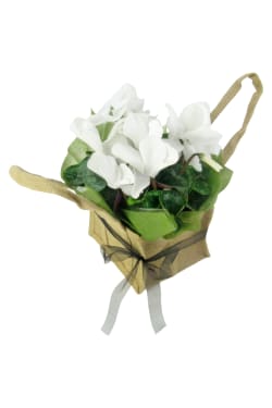 White Cyclamen In Hessian Bag - Standard