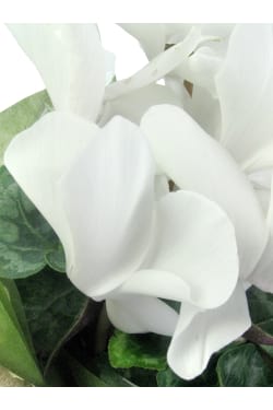 White Cyclamen In Hessian Bag - Standard