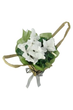 White Cyclamen In Hessian Bag - Standard