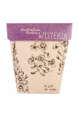 Wisteria Seeds - Standard