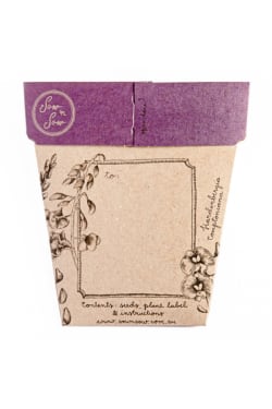 Wisteria Seeds - Standard