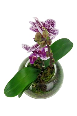 Purple Spotted Orchid - Standard