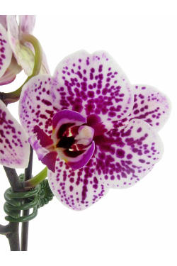 Purple Spotted Orchid - Standard