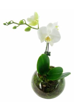 White Orchid In Fishbowl - Standard