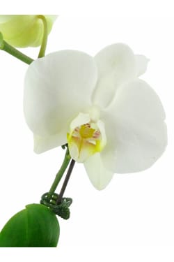White Orchid In Fishbowl - Standard