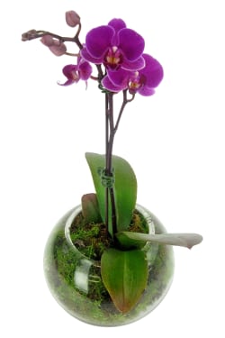 Hot Pink Orchid In Fishbowl - Standard