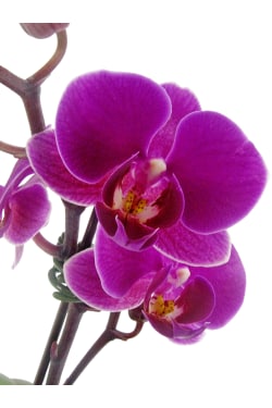 Hot Pink Orchid In Fishbowl - Standard