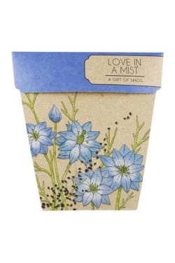 Love In A Mist - Standard