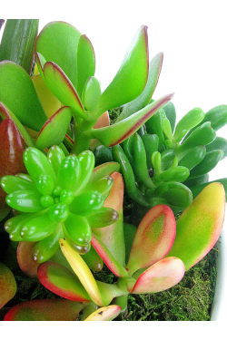 Superb Succulent Garden - Standard