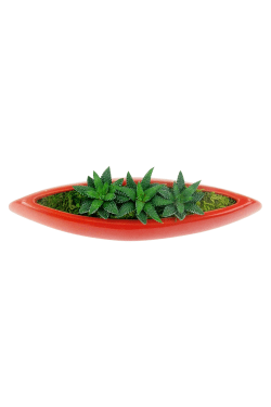 Triple the Fun Succulents - Standard