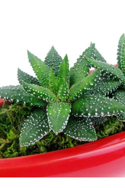 Triple the Fun Succulents - Standard