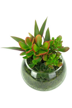 Now You See Me Succulent - Standard