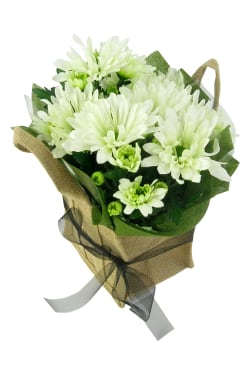 White Delicate Chrysanthemum - Standard