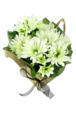 White Delicate Chrysanthemum - Standard