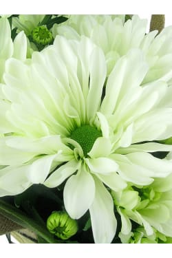White Delicate Chrysanthemum - Standard