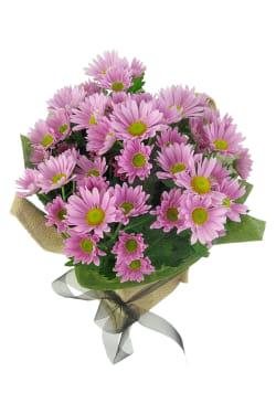 Soft Pink Chrysanthemum - Standard
