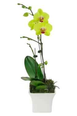 Large Yellow Phalaenopsis - Standard