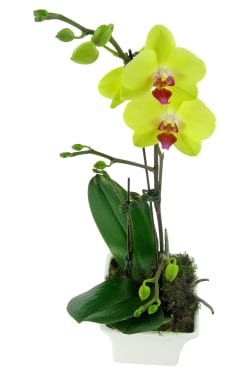 Large Yellow Phalaenopsis - Standard