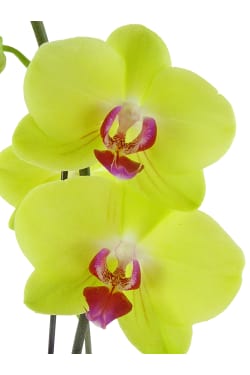 Large Yellow Phalaenopsis - Standard