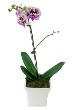 Large Spotty Phalaenopsis - Standard