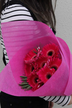 Gerberas - Standard