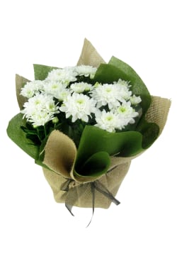 Stay Sweet Large Chrysanthemum - Standard